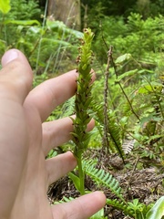 Platanthera pollostantha