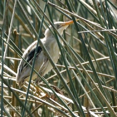 Ixobrychus involucris
