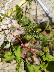 Mimosa tricephala