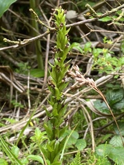 Platanthera pollostantha