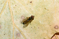 Melanostoma mellinum