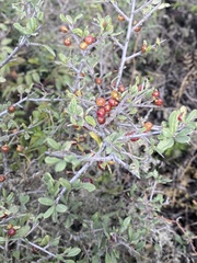 Rhamnus lycioides