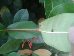 Hyperaspis pseudodonzeli