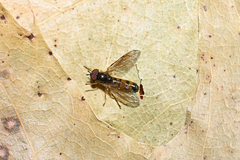 Melanostoma mellinum