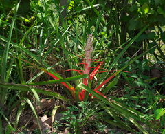Bromelia balansae