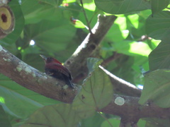 Chrysophlegma miniaceum