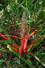 Bromelia balansae