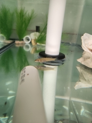 Etheostoma flabellare