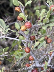 Rhamnus lycioides