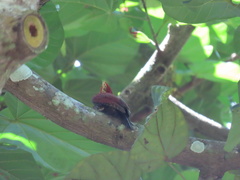 Chrysophlegma miniaceum