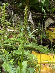 Platanthera pollostantha