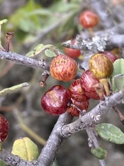 Rhamnus lycioides