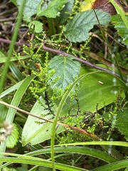 Platanthera pollostantha