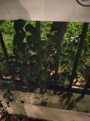 Ligustrum japonicum
