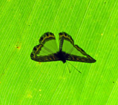 Nymphidium carmentis