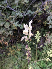 Aconitum