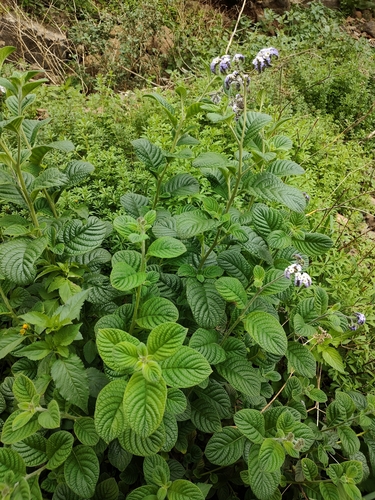 Heliotropium arborescens image