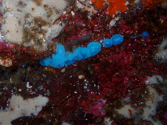 Aplidium