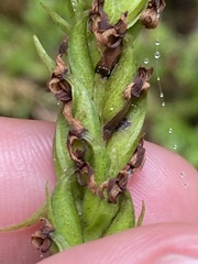 Platanthera pollostantha