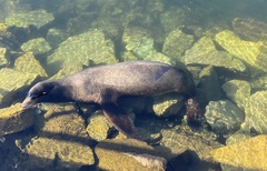 Zalophus californianus
