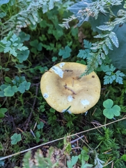 Russula ochroleuca
