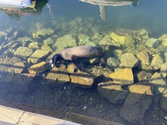 Zalophus californianus