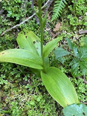 Platanthera pollostantha