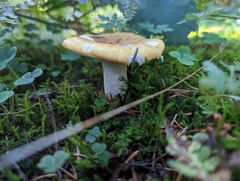 Russula ochroleuca
