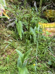 Platanthera pollostantha