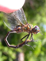 Somatochlora franklini