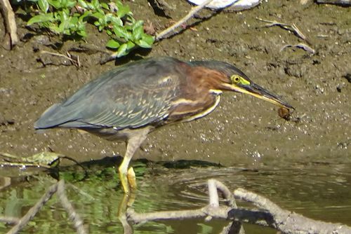 Green Heron photographed in Vermont