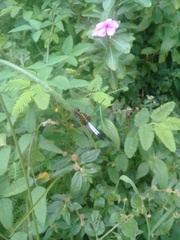 Erythrodiplax clitella