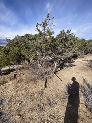 Pinus aristata