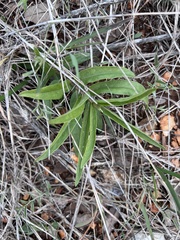 Asclepias asperula