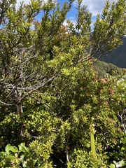 Phyllocladus alpinus