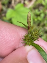 Carex viridula