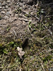 Aciphylla