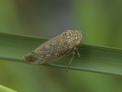 Curtara