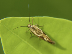 Scythris