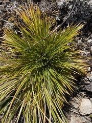 Aciphylla