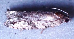 Proteoteras crescentana