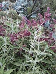 Image of Salvia canariensis