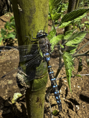 Rhionaeschna diffinis