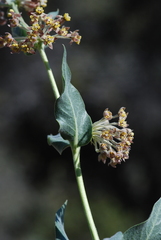 Asclepias vestita