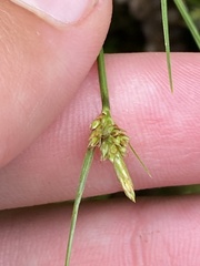 Carex viridula