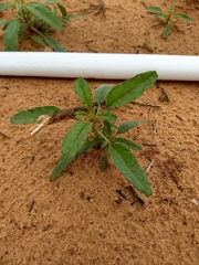 Amaranthus arenicola