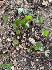 Geranium carolinianum
