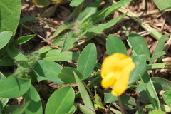 Arachis pintoi