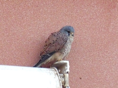 Falco tinnunculus