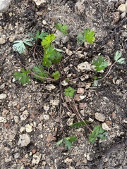 Geranium carolinianum